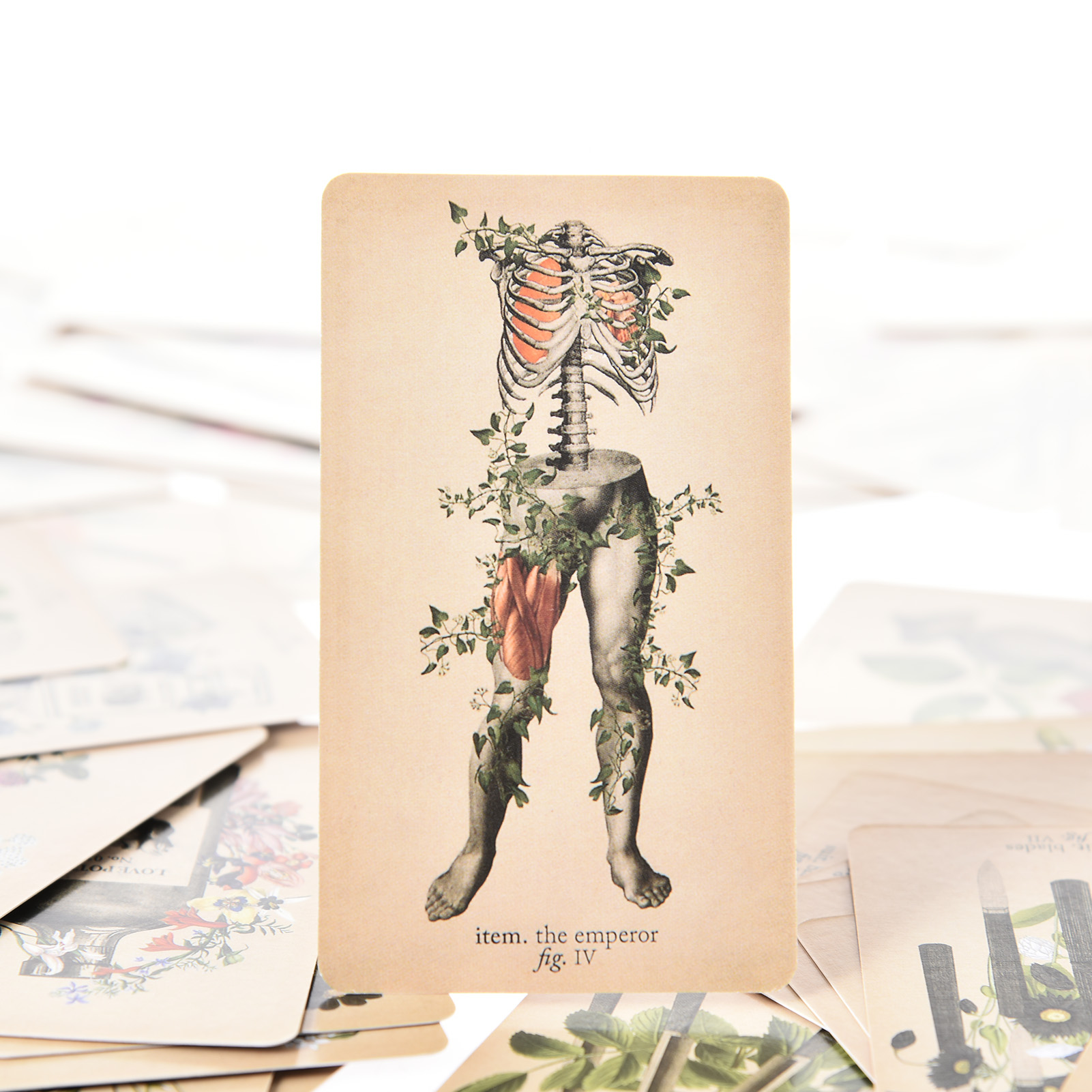 The Antique Anatomy Tarot Card - огляд і ціна Board Game Oracle